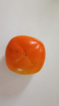 秋の味覚・カキの実 秋の味覚・カキの実 柿,カキ,実の写真素材