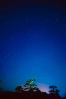 星空と松の木 星空と松の木の写真