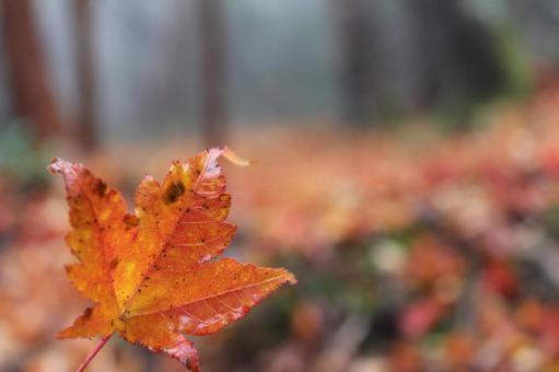 Photo, autumn leaves, red, one, 