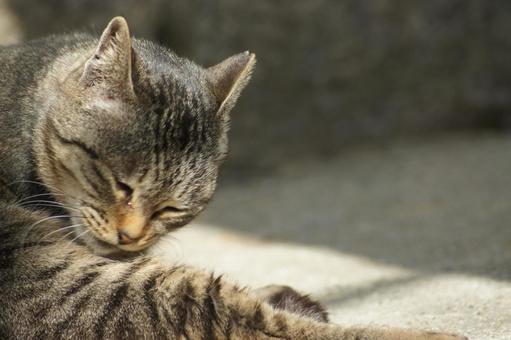 ねこ ねこの写真