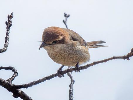 枝にとまるモズ・百舌鳥 枝にとまるモズ・百舌鳥の写真