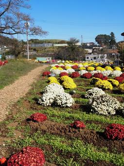 秋の厚木市飯山・菊の花畑&小径・神奈川県 秋の厚木市飯山・菊の花畑&小径・神奈川県 秋,菊,花の写真素材