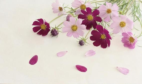 可愛いコスモスの花束 可愛いコスモスの花束の写真