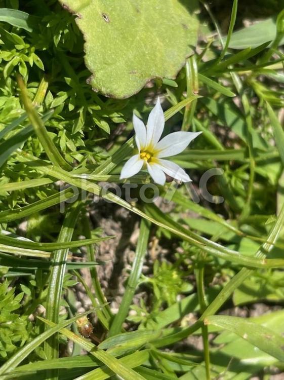 石化庭石菖　ニワゼキショウ　春　 石化庭石菖,ニワゼキショウ,春の写真素材