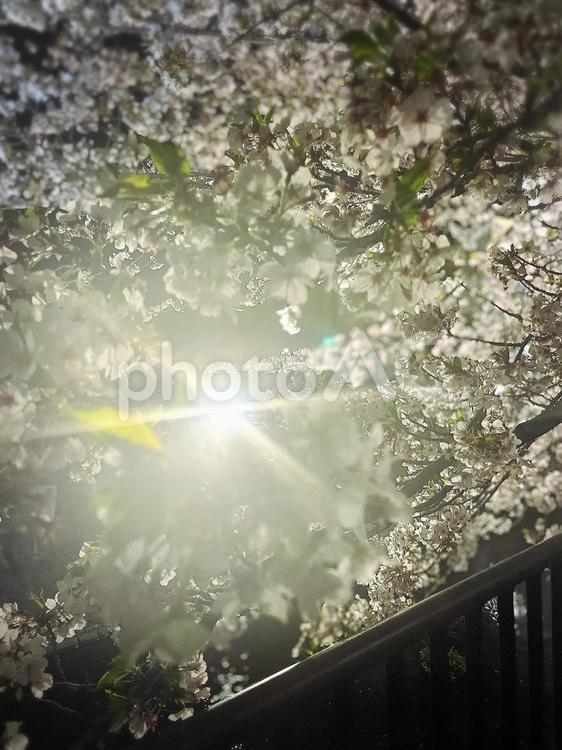 夜桜 夜桜,桜,夜の写真素材