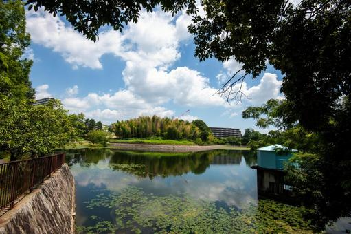 桃山公園の夏 桃山公園の夏の写真