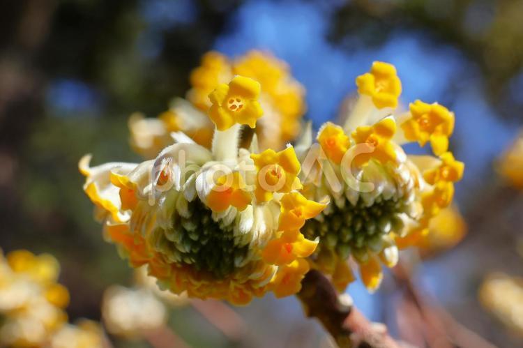 ３月上旬の公渕公園の大輪ミツマタの花 大輪ミツマタ,ミツマタ,花の写真素材