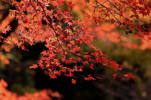 室生寺 室生寺,紅葉,もみじの写真素材
