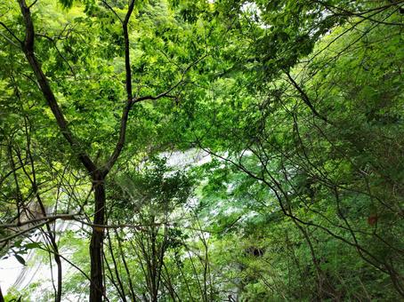 袋田の滝 袋田の滝の写真