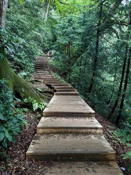 夏の高尾山　四号路　ハイキングコース 四号路,ハイキングコース,森の写真素材