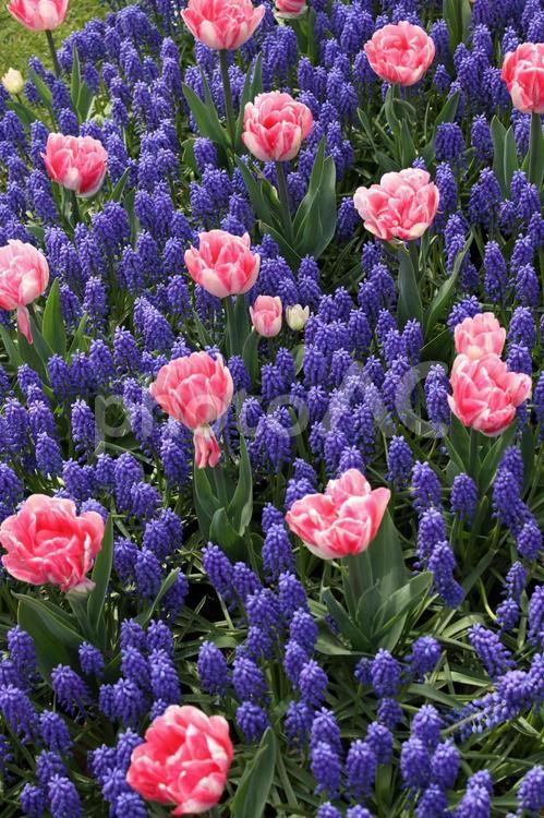 オランダ　色とりどりの花畑 オランダ,草,植物の写真素材