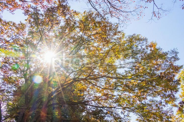 木漏れ日 木漏れ日,光,太陽の写真素材
