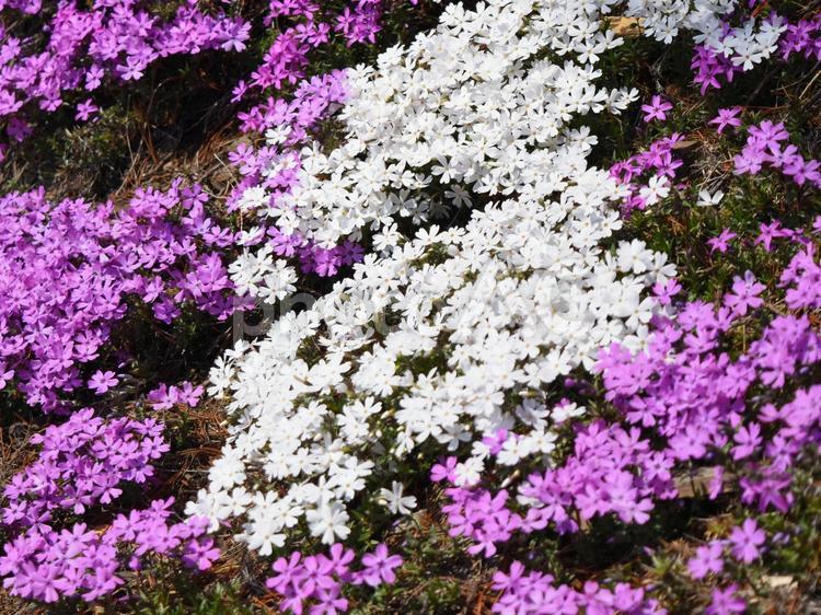 白とピンクの芝桜 芝桜,花,白の写真素材