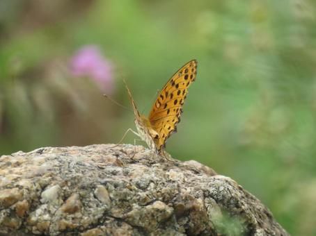 岩に留まるオレンジ色のチョウ 岩に留まるオレンジ色のチョウ ツマグロヒョウモン,チョウ,昆虫の写真素材