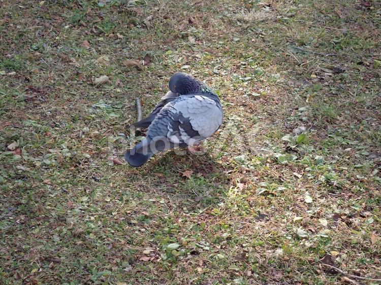 昼下がりの散歩鳩 風景,冬,鳥の写真素材