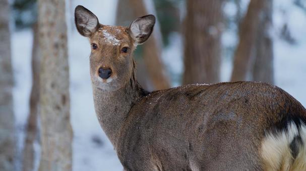 野生のエゾシカの写真