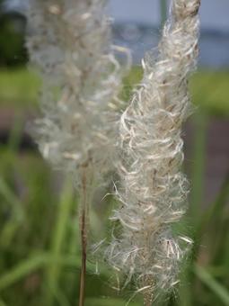 風になびく白い綿毛 自然,植物,ふわふわの写真素材