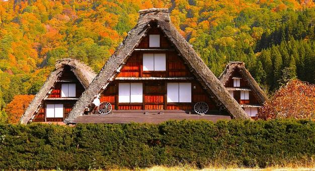 秋色に染まる世界遺産 白川郷合掌作り 合掌造り,白川郷,世界遺産の写真素材