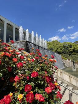 須磨離宮公園・バラ園・神戸 バラ園,薔薇,バラの写真素材