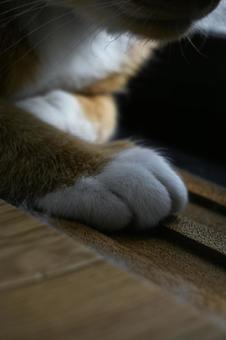 猫の手 猫,猫の手,飼い猫の写真素材