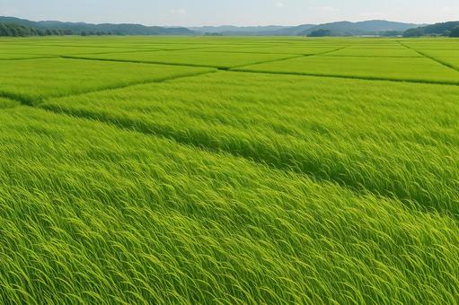 風に揺れる緑の水田 風に揺れる緑の水田の写真