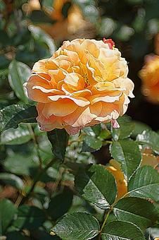 Photo, hyōgo prefecture, aramaki rose park, manyo, 