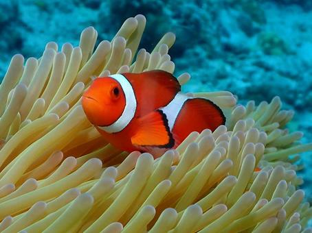 沖縄のカクレクマノミ カクレクマノミ,クマノミ,魚の写真素材