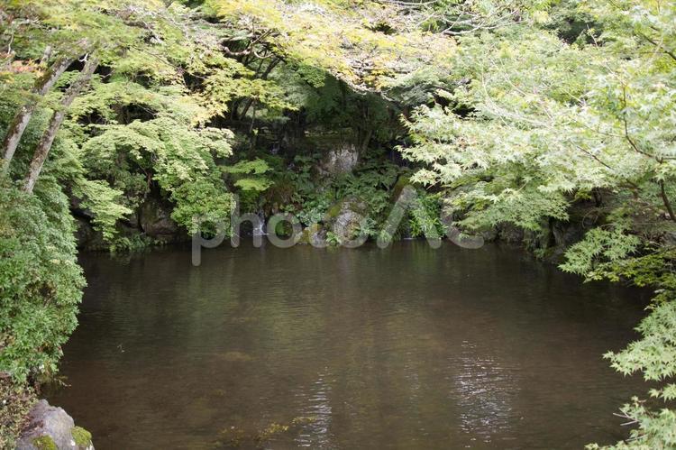 木々に覆われた池に流れ込む小さな滝 滝,池,木々の写真素材
