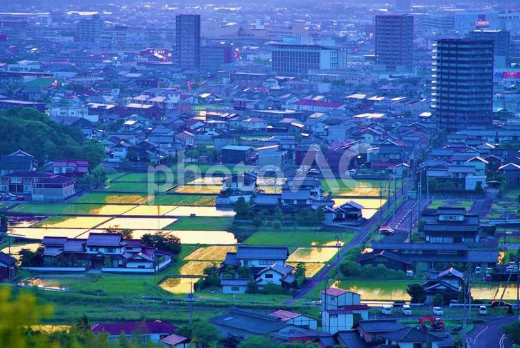 市街地の水田に映える夕日。 夕焼,夕日,水田の写真素材