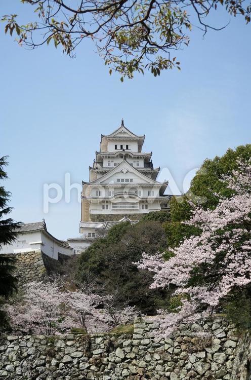 姫路城と桜と石垣 姫路城,桜,世界遺産の写真素材