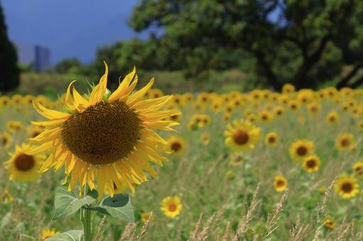 太陽の花 ひまわり,花,キク科の植物の写真素材