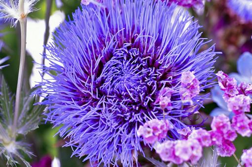 紫色のアーティチョークの写真