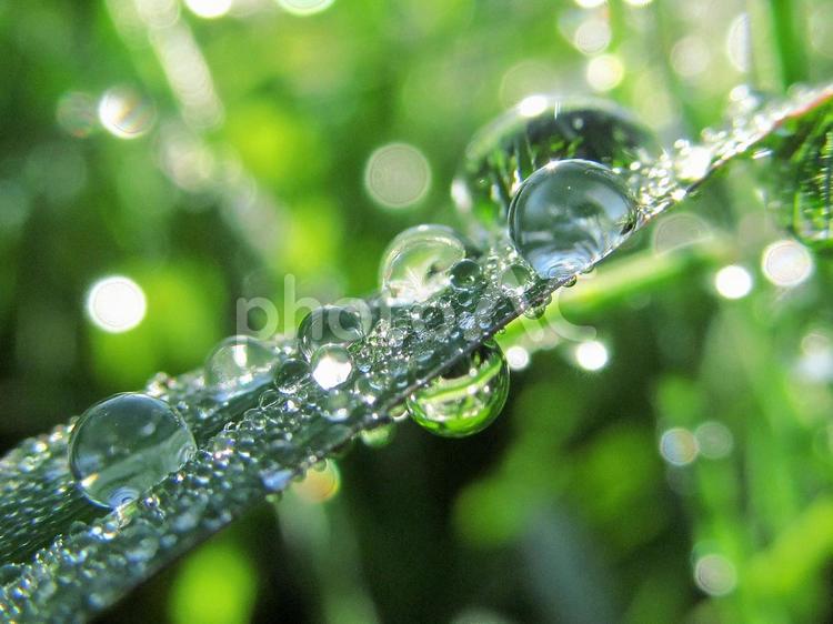 水滴と緑の葉と朝日Water drops 水滴,すいてき,waterの写真素材