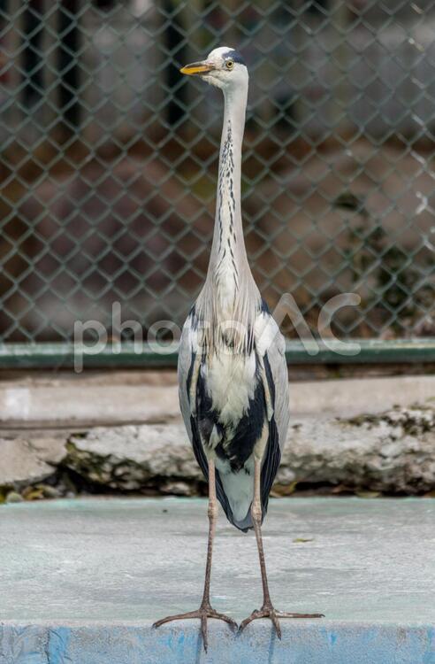 立ち尽くすアオサギ アオサギ,動物,水鳥の写真素材