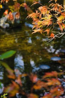 池に映る紅葉 池に映る紅葉の写真