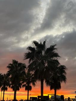 夕暮れヤシの木 夕暮れ,夕焼け,ヤシの写真素材