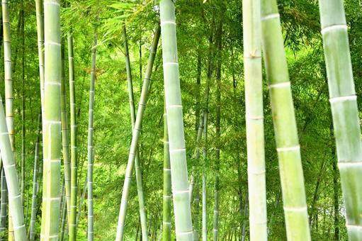 青々とした竹林の風景 青々とした竹林の風景の写真