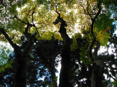 イロハモミジ 2007 02の写真