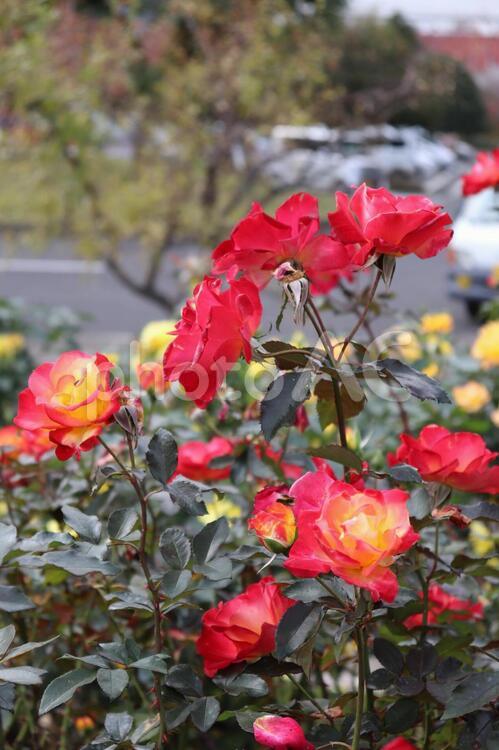 陽に当たると色が変わる薔薇、チャールストン チャールストン,フランス産,薔薇の写真素材