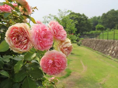 バラ バラ バラ,庭園,開花の写真素材