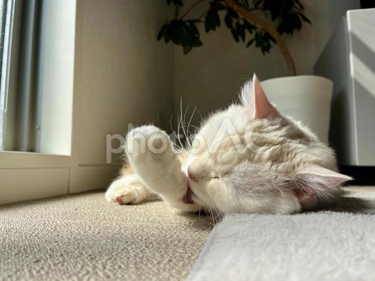 白い猫の毛繕い ネコ,ペット,昼寝の写真素材