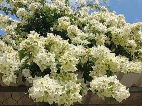 満開の大きなブーゲンビリアの木 ブーゲンビリア,白,花の写真素材