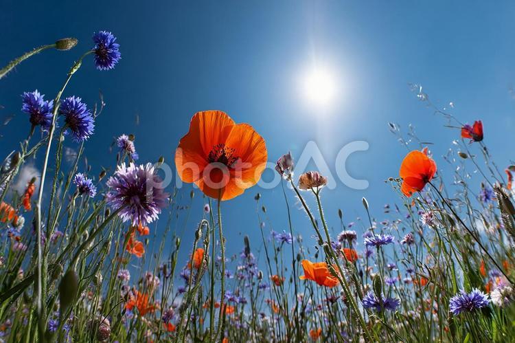 光に包まれた癒やしの花景色 ポピー,ヤグルマギク,花の写真素材