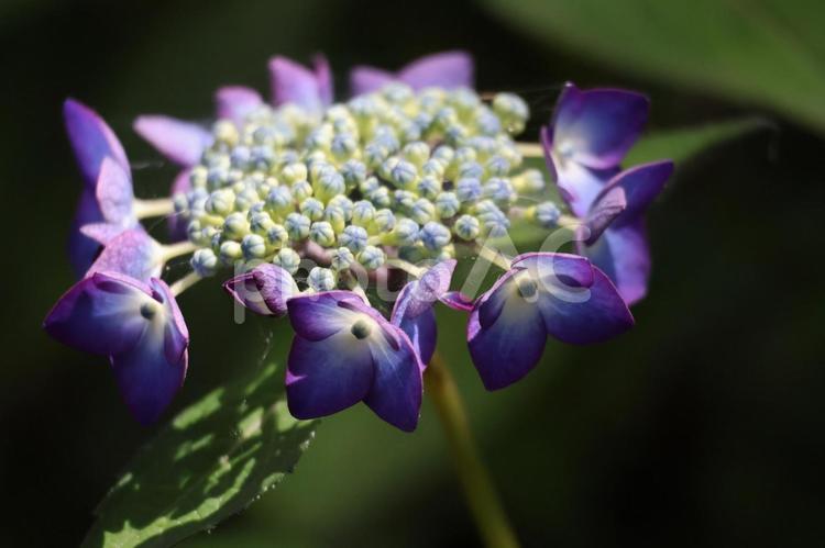 青紫色のガクアジサイの花のアップ 青紫色,ガクアジサイ,花の写真素材