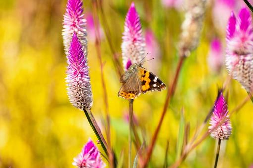 アカタテハ(41) アカタテハ(41) 蝶,アカタテハ,昆虫の写真素材