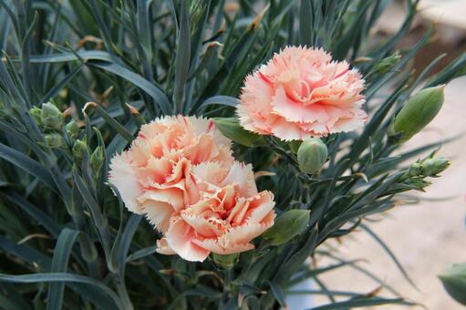 カーネーションのマクロ写真 カーネーション,花,さわやかの写真素材