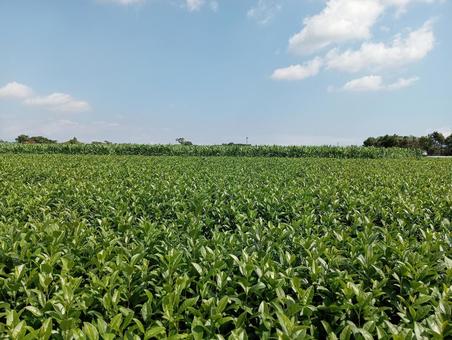 茶畑 茶畑 茶畑,お茶,農業の写真素材