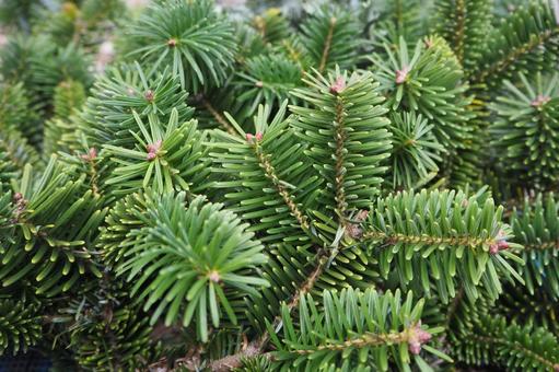 モミの木　アップ もみの木,素材,材料の写真素材