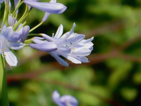 Photo, agapanthus, purple clam, blue, 