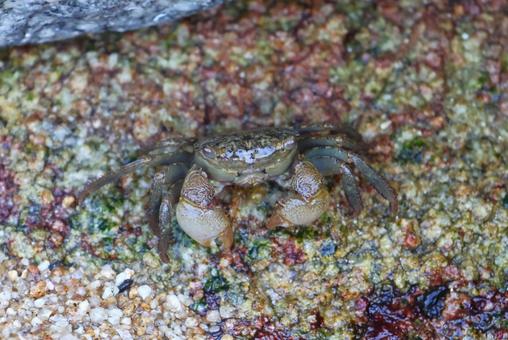 8月下旬の高松市長崎の鼻の潮だまりのカニ 8月下旬の高松市長崎の鼻の潮だまりのカニ カニ,生き物,潮だまりの写真素材